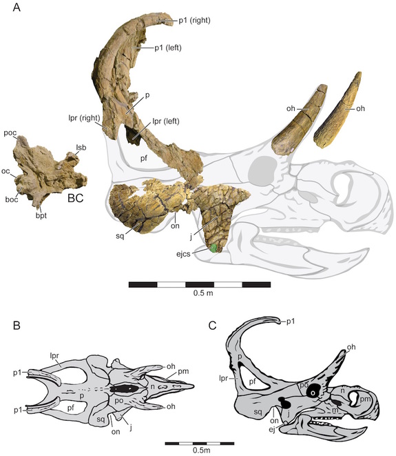 Researchers uncovered only a few pieces of the dinosaur's skull, but it was enough evidence to show that it was a newfound species.