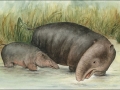 animalmanatee