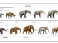 ebolusyon_ng_elepante_evolution_of_elephants