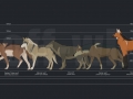 wolf_species_size_comparison_by_tanathe