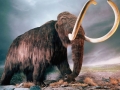 wooly-mammoth