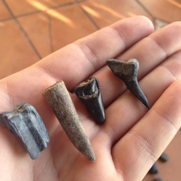 First fossil hunting expedition of 2014