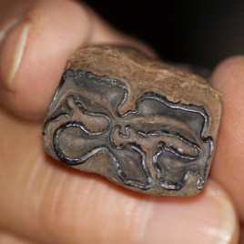 Fossilized *Ice Age* North American Horse Tooth