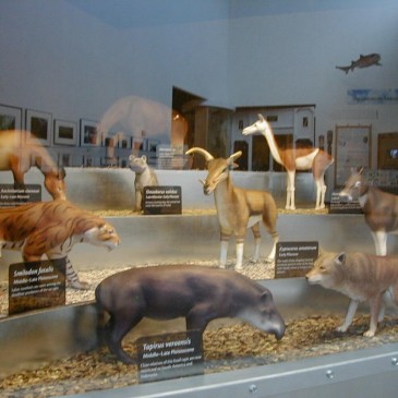 Miocene Epoch – Florida Fossils: Evolution of Life and Land