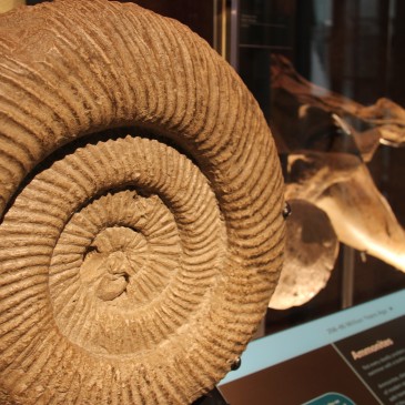 Creating Respect for People and Place – Florida Museum of Natural History