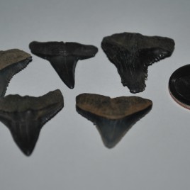 Lot of 5, Miocene-Pliocene Shark Teeth