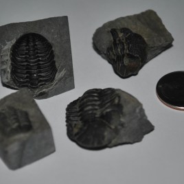 Lot of 4, Proetus Trilobite Fossils