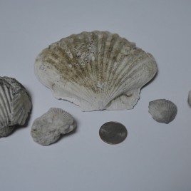 Lot of 5, Miocene epoch fossil shells