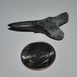 H.serra, Oligocene-Miocene Shark Tooth