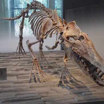 When Whales Walked: The Evolution of Cetaceans