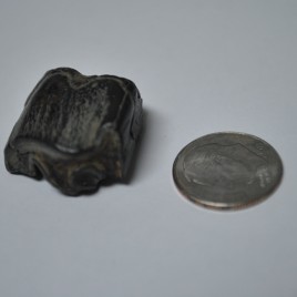 Ancient Bison, Pleistocene Epoch Premolar Tooth