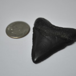 C. megalodon, Cenozoic Era Shark Tooth – HIGH QUALITY