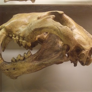 The American Lion (Yes, America Once Had Wild Lions)