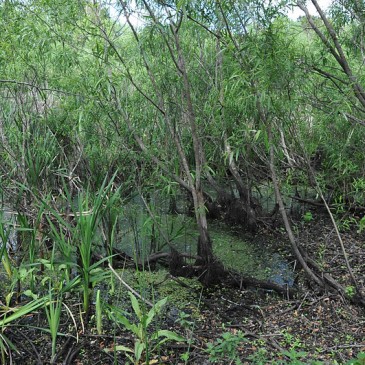 Windover Archeological Site