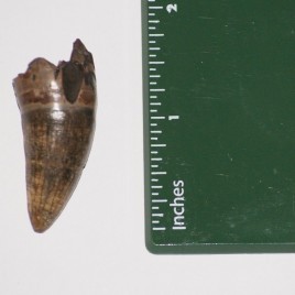 LARGE Pleistocene epoch, Fossilized Alligator Tooth