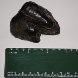 American Mastodon Molar ( 3″ Partial Fragment)