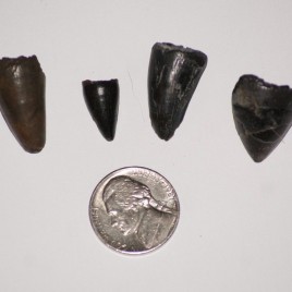 COMBINATION LOT Fossilized Alligator Teeth