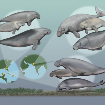 Multispecies Communities of Seacows