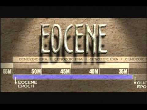 Eocene Epoch – Florida Fossils: Evolution of Life and Land