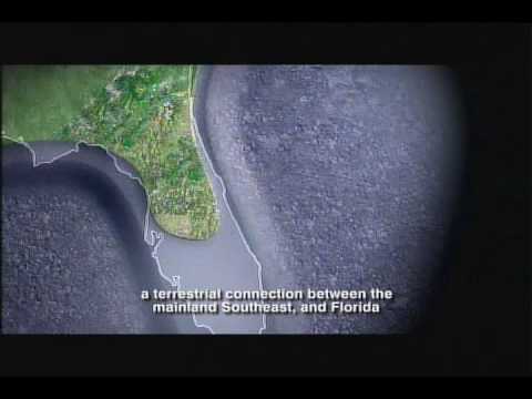 Oligocene Epoch – Florida Fossils: Evolution of Life and Land