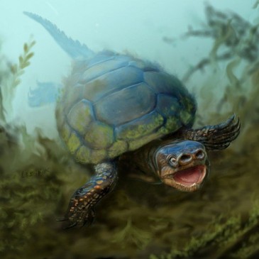 76-million-year-old extinct species of pig-snouted turtle unearthed in Utah