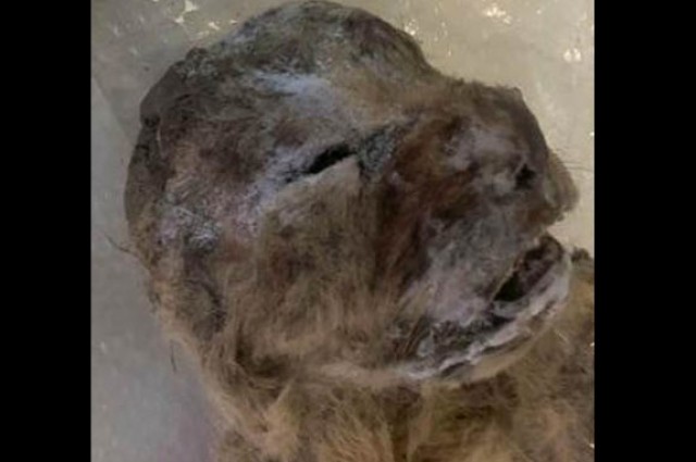 information_items_3650