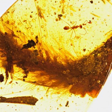 First Dinosaur Tail Found Preserved in Amber
