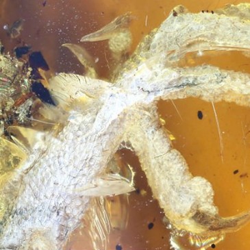 This 100-Million-Year-Old Bird Trapped in Amber Is The Best We’ve Ever Seen
