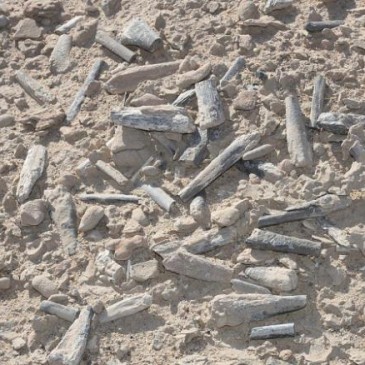 Prehistoric egg hoard helps reveal the early life of flying reptiles