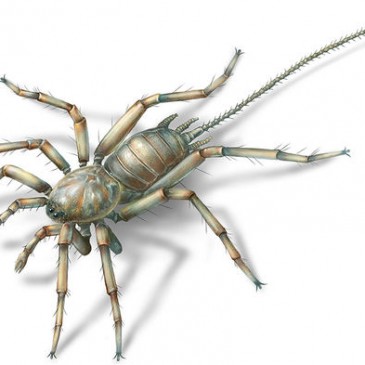 Part spider, part scorpion creature captured in amber