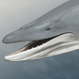 Ancient skull shows early ‘baleen whale’ had teeth