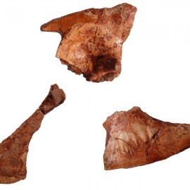 Jurassic fossil tail tells of missing link in crocodile family tree