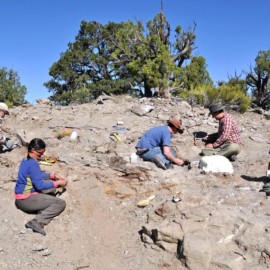 Newly discovered armored dinosaur from Utah reveals intriguing family history