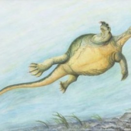 Fossil turtle didn’t have a shell yet, but had the first toothless turtle beak
