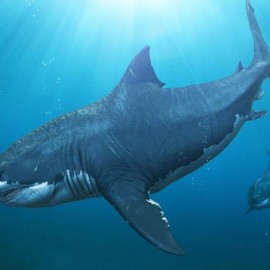 Great whites may have wiped out the biggest shark that ever lived